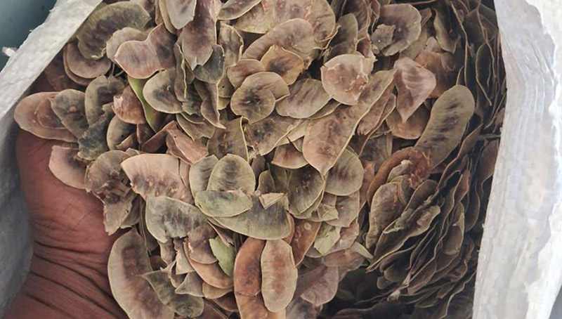 Senna Leaves